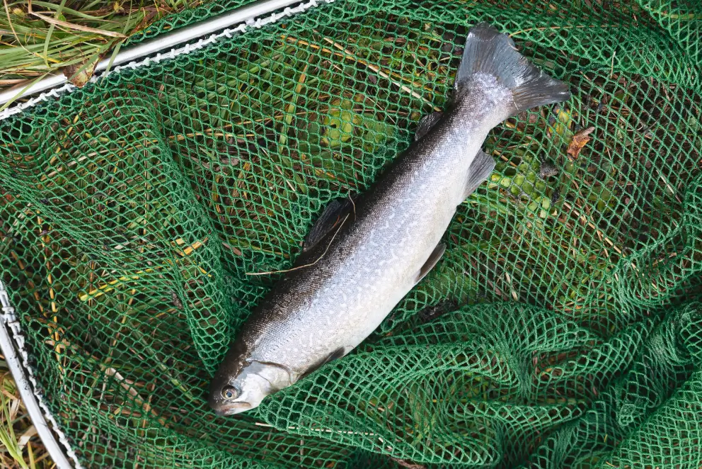 loj-wald-see-beet_08